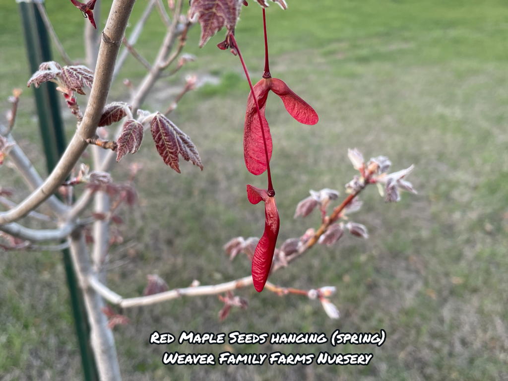Red Maple Tree