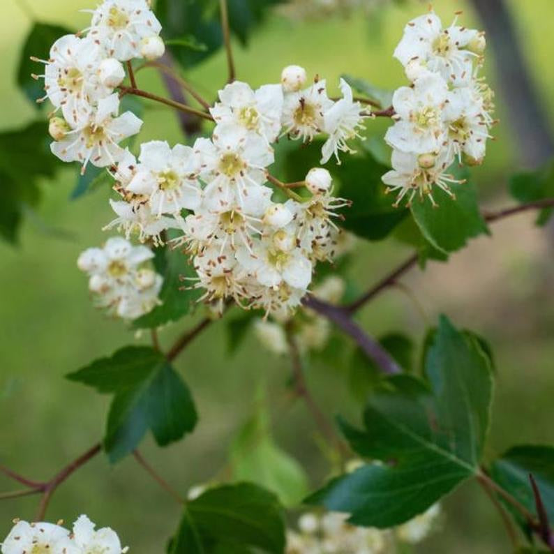Washington Hawthorn Tree