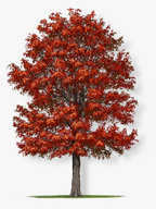 Northern Red Oak Tree
