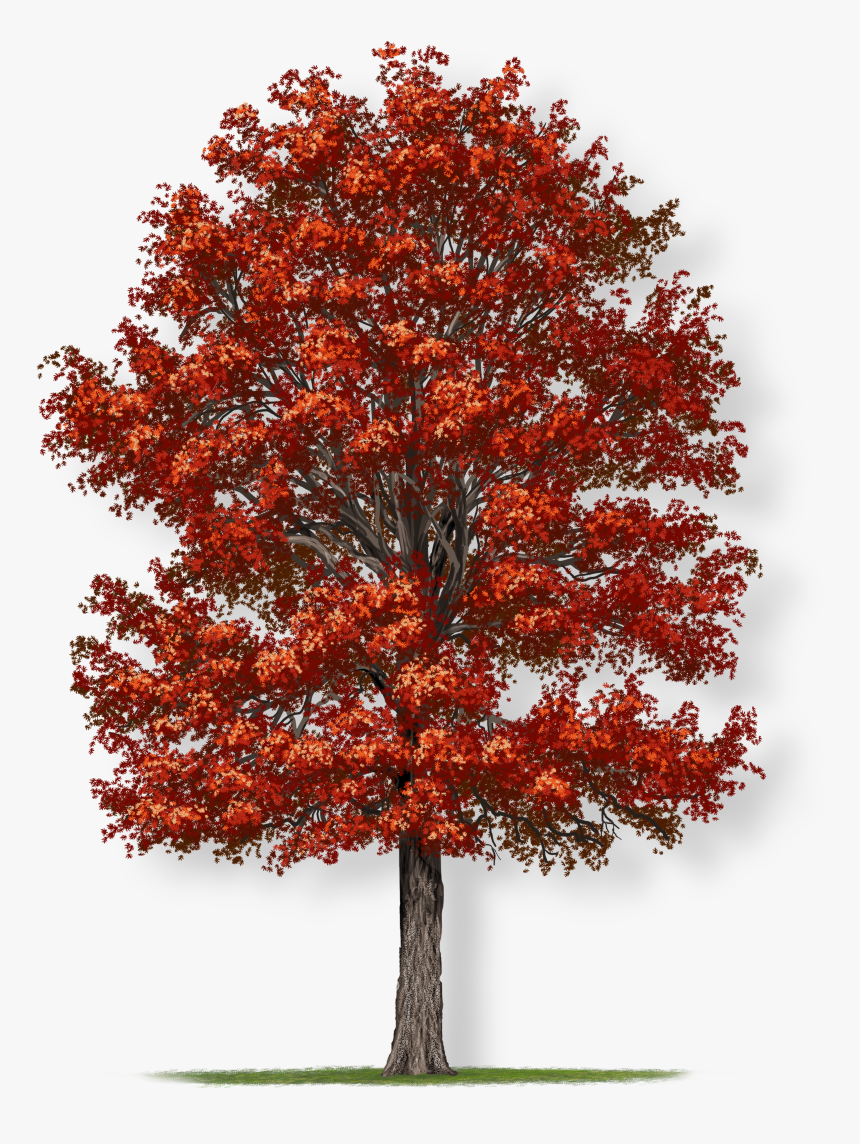 Northern Red Oak Tree