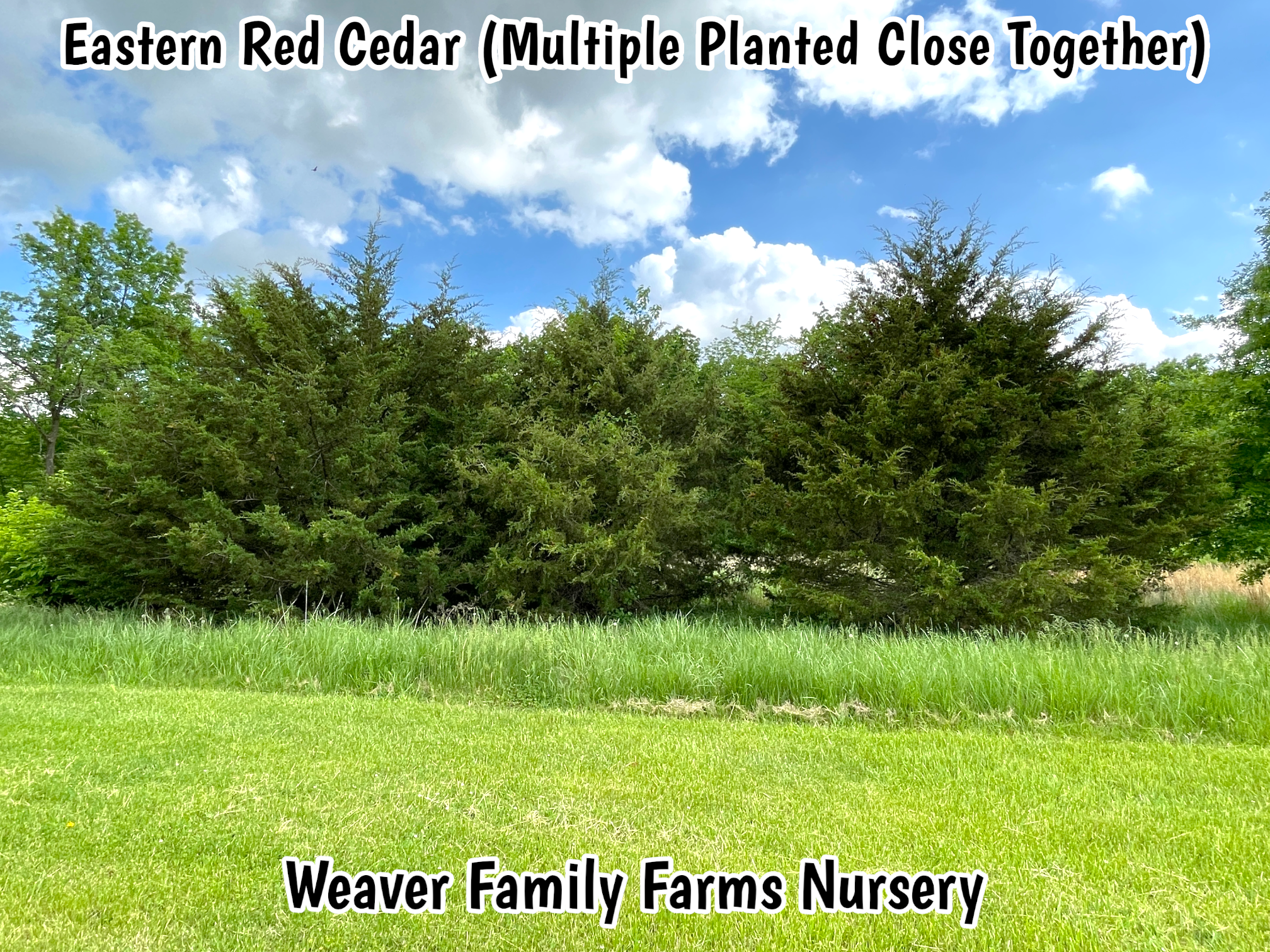 Eastern Red Cedar