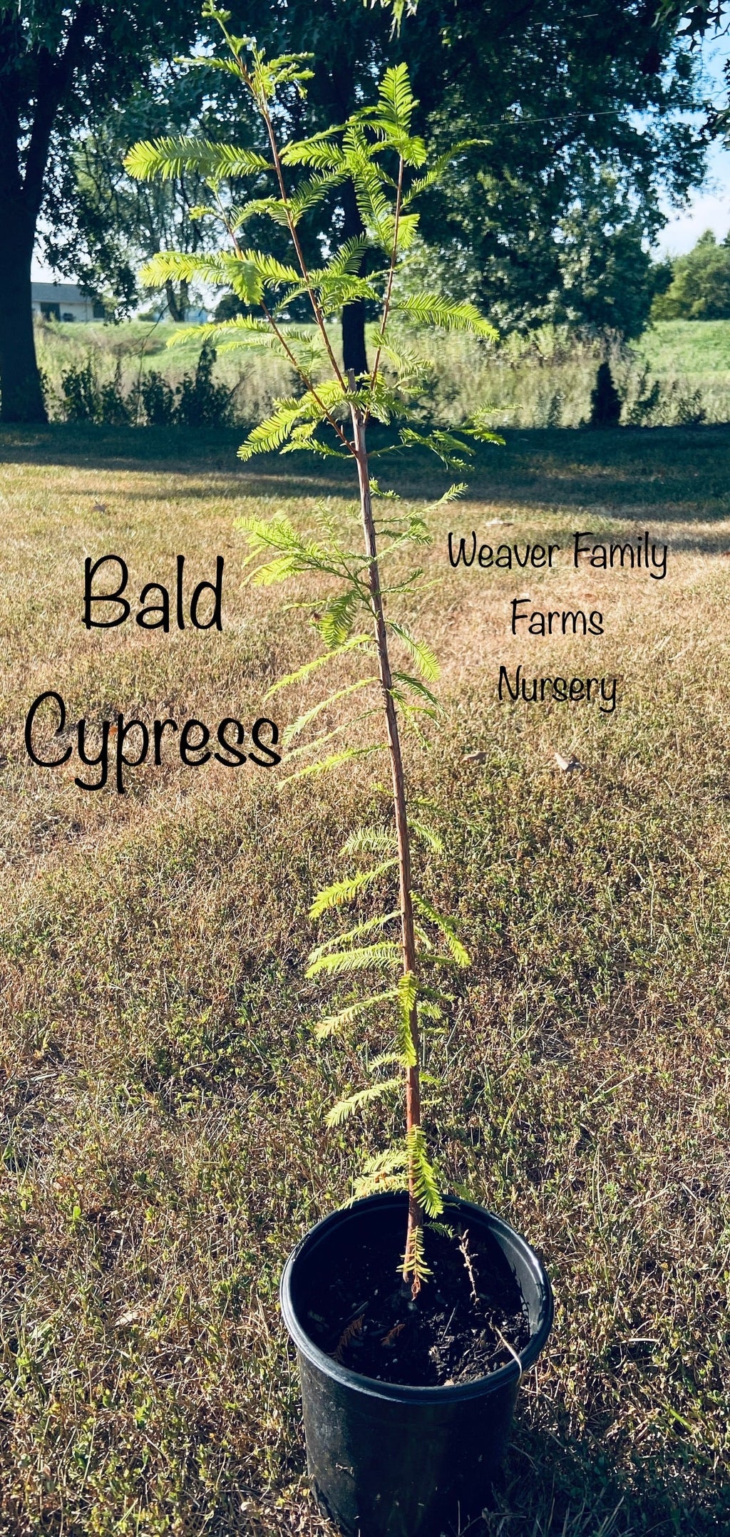 Bald Cypress Tree