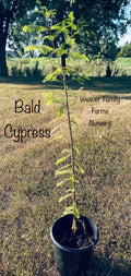 Bald Cypress Tree