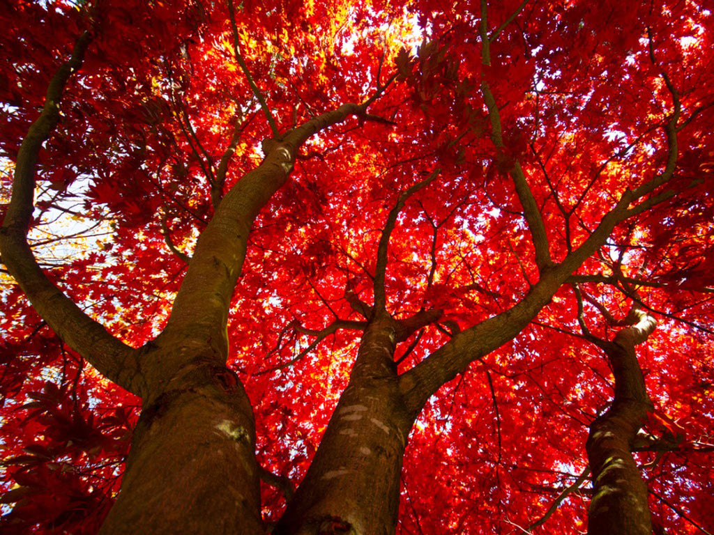Red Maple Tree