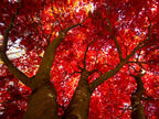 Red Maple Tree