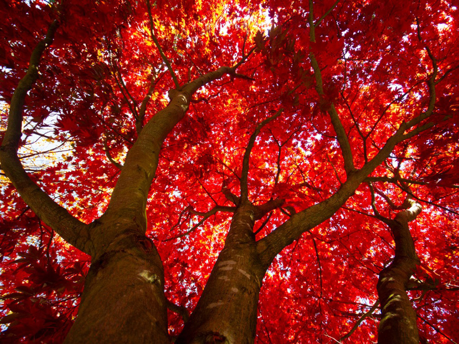 Red Maple Tree