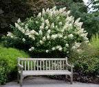 Hydrangea 'Tardiva'