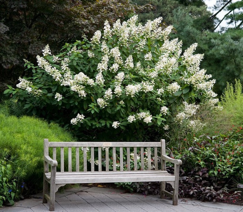 Hydrangea 'Tardiva'