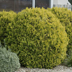 Arborvitae 'Golden Globe'