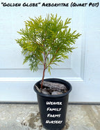 Arborvitae 'Golden Globe'