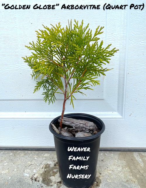 Arborvitae 'Golden Globe'