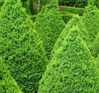 Boxwood 'Green Mountain'