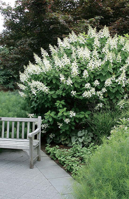Hydrangea 'Tardiva'