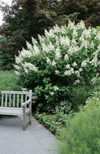 Hydrangea 'Tardiva'