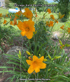 Daylily 'Chicago Gold'