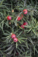 Yew 'Hicks'