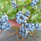 Blueberry Plant 'Blue Crop'