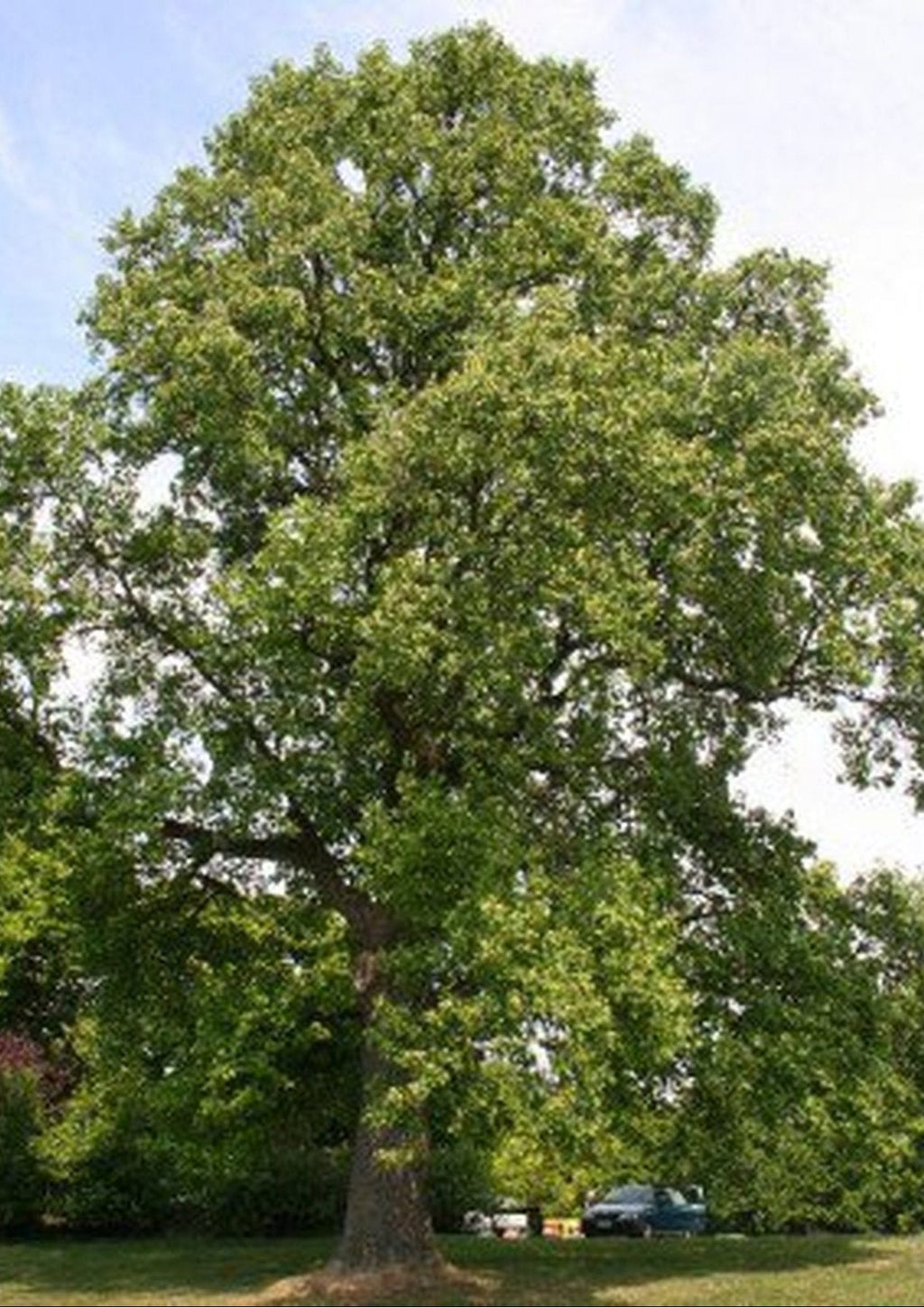 Tulip Poplar Tree