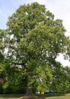 Tulip Poplar Tree