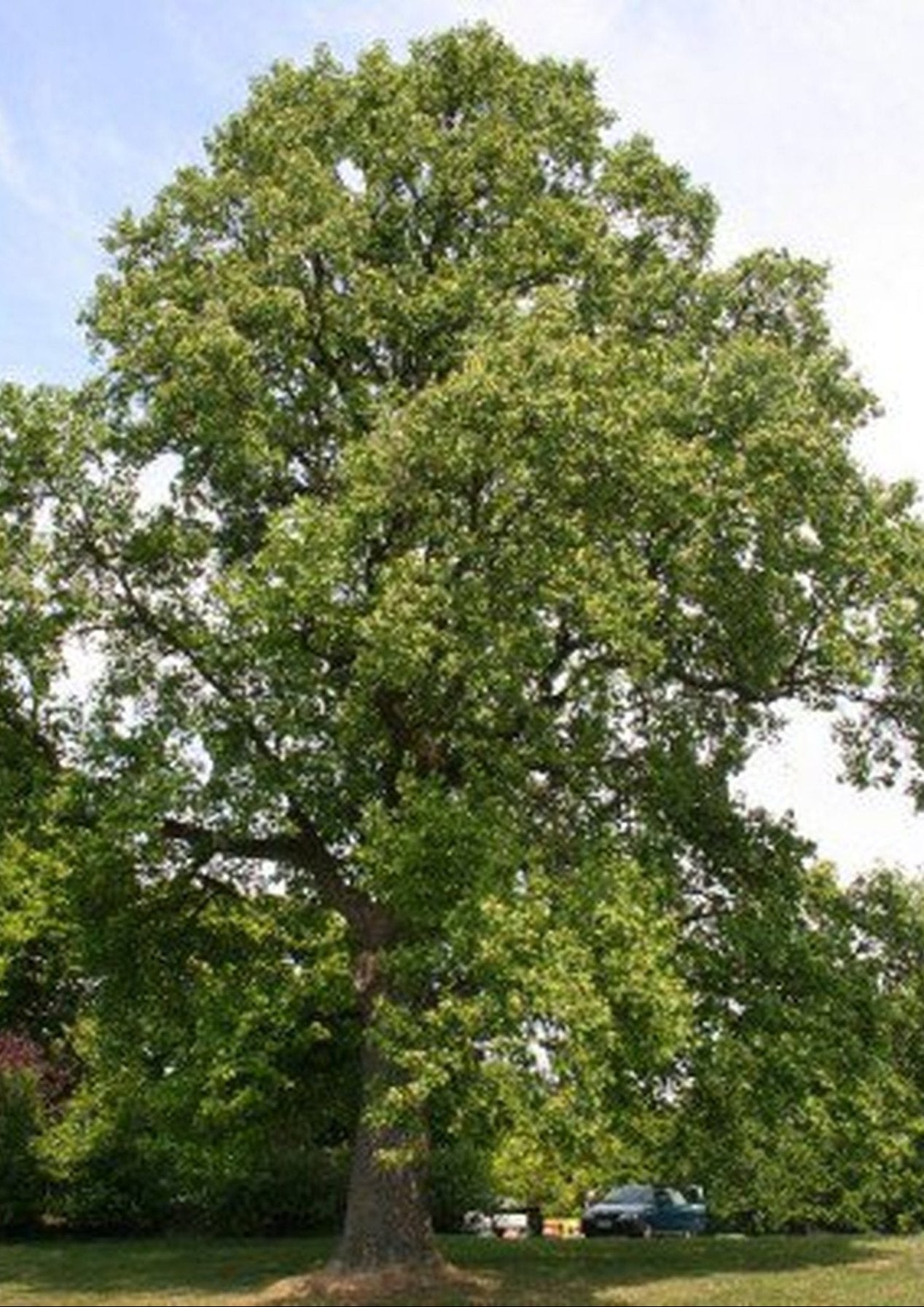 Tulip Poplar Tree