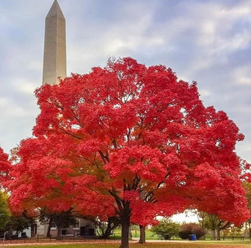 Red Maple Tree