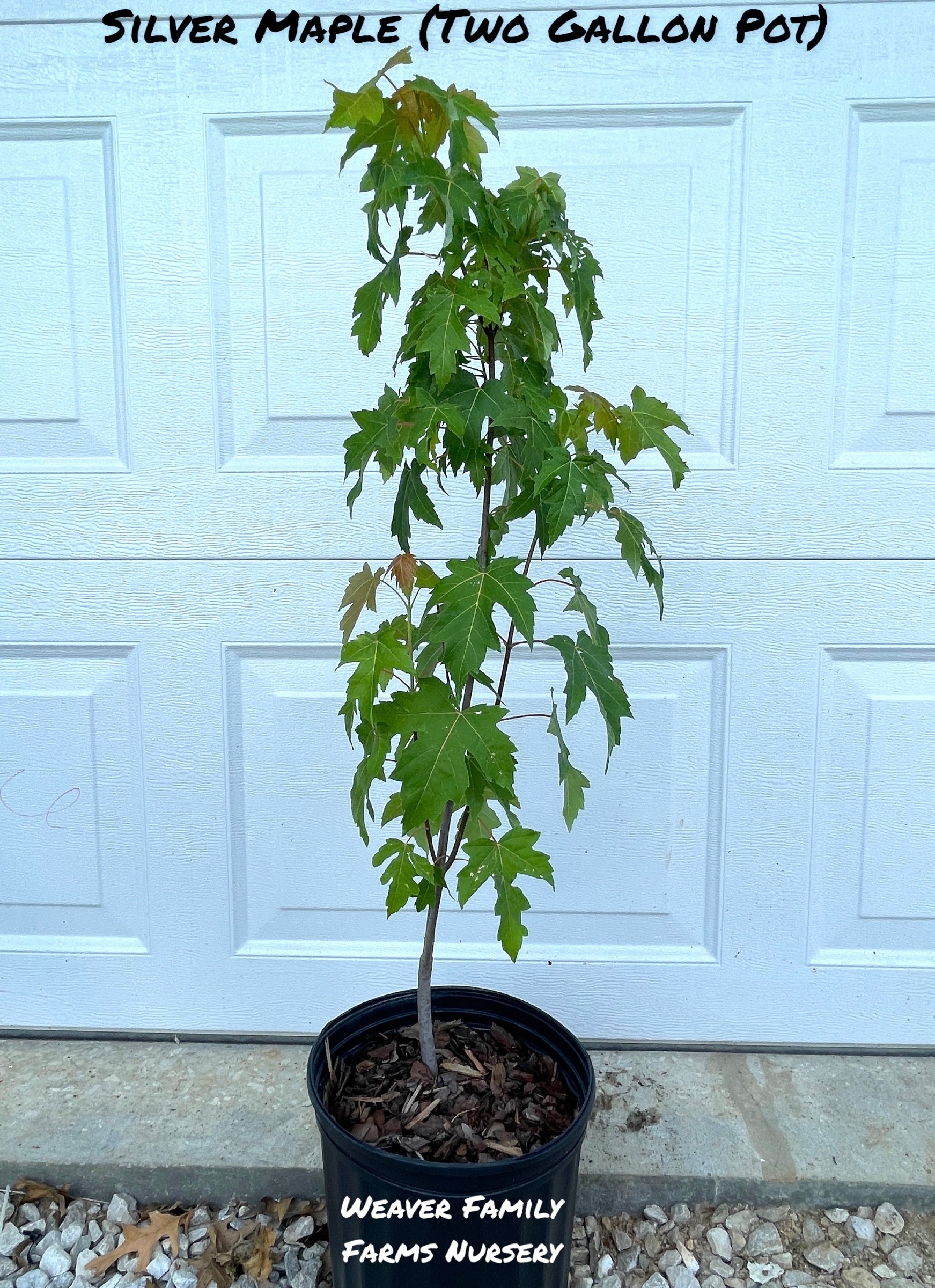 Silver Maple Tree