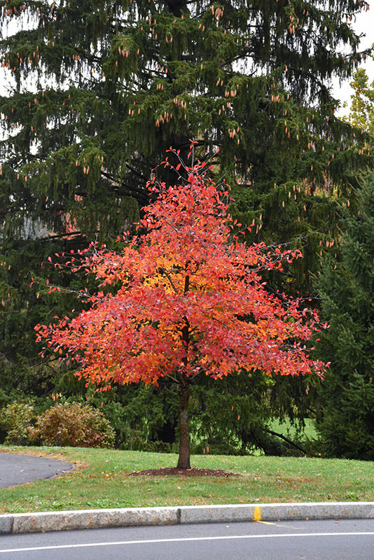 Black Gum Tree