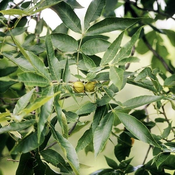 Pecan Tree