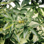 Pecan Tree