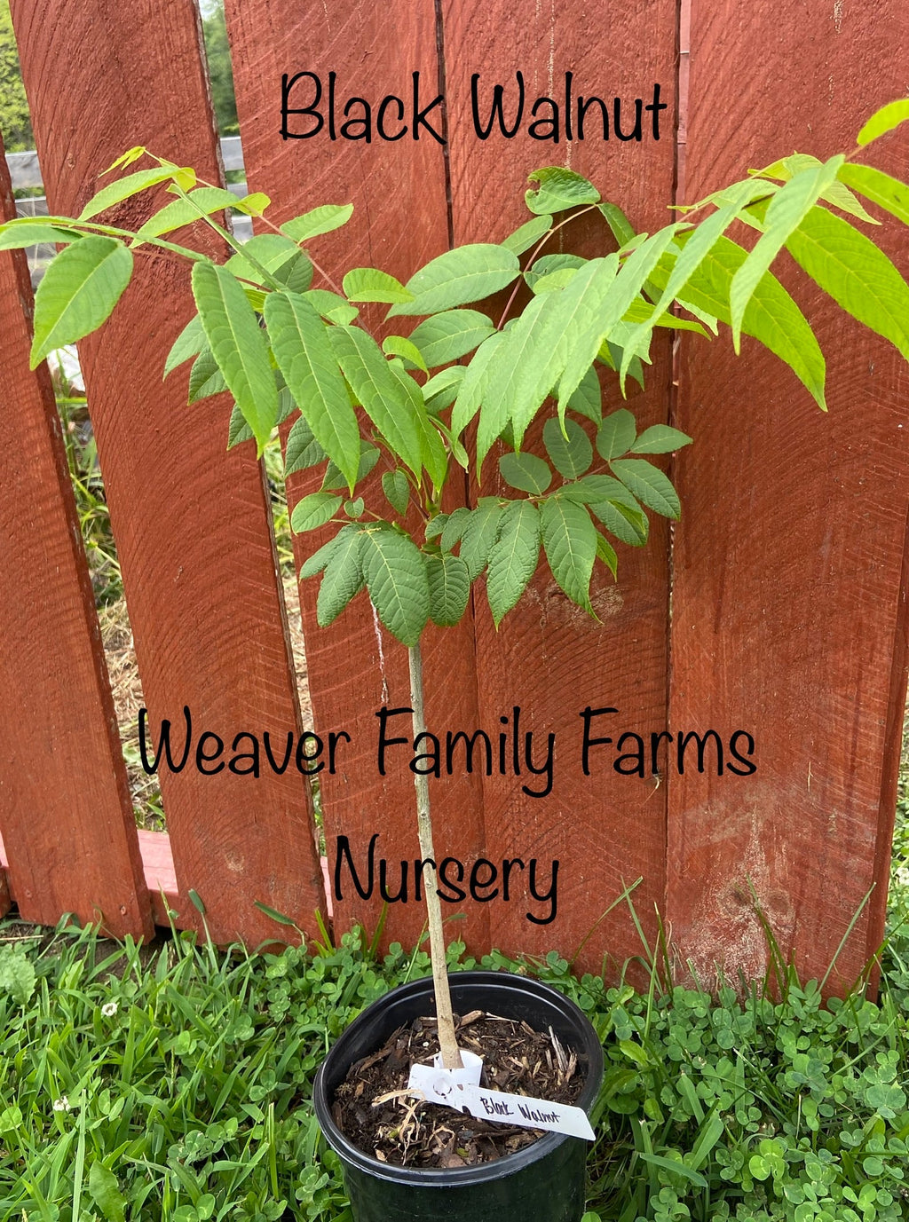 Black Walnut Tree