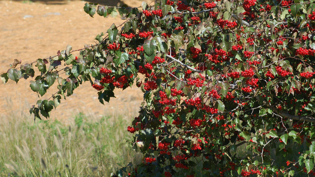 Washington Hawthorn Tree