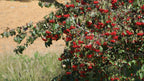 Washington Hawthorn Tree