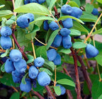 Honeyberry 'Indigo Treat' Haskap