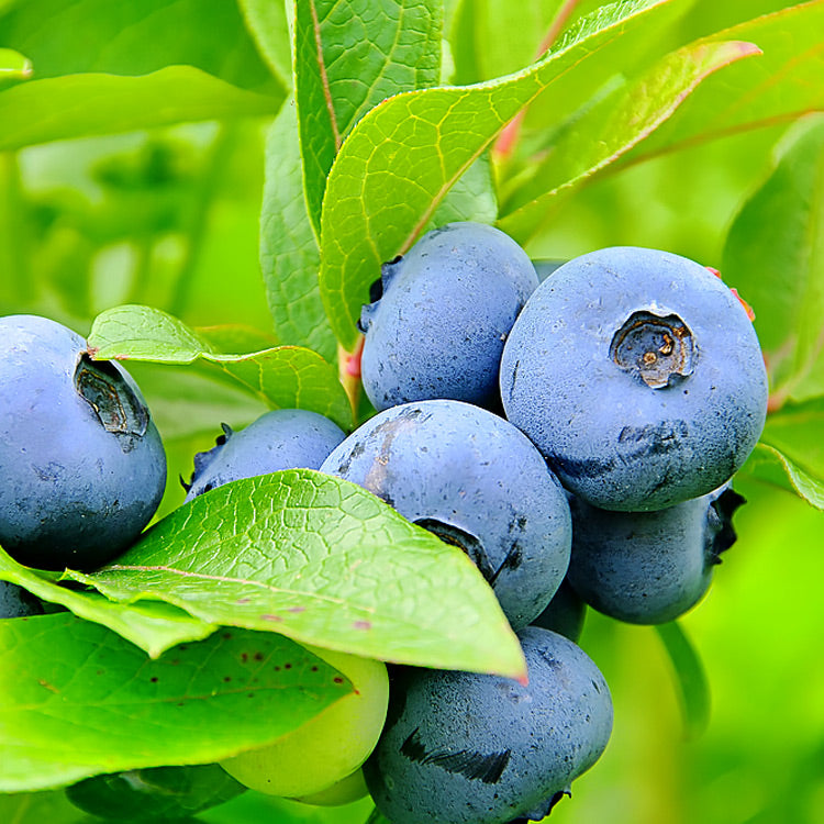 Blueberry Plant 'Blue Gold'