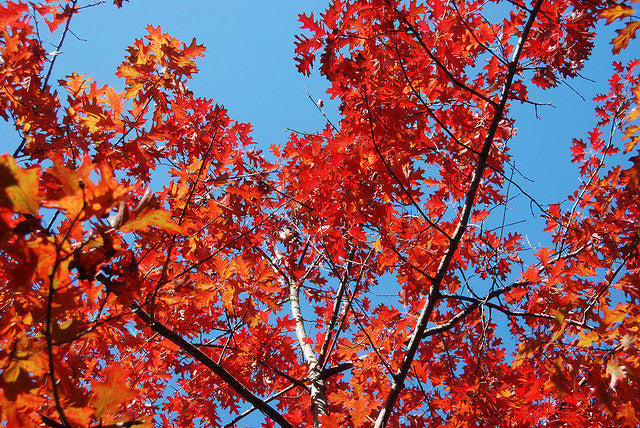 Northern Red Oak Tree