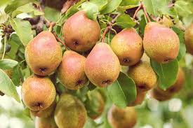Pear Tree 'Comice'