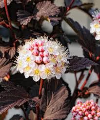 Ninebark 'Crimson'