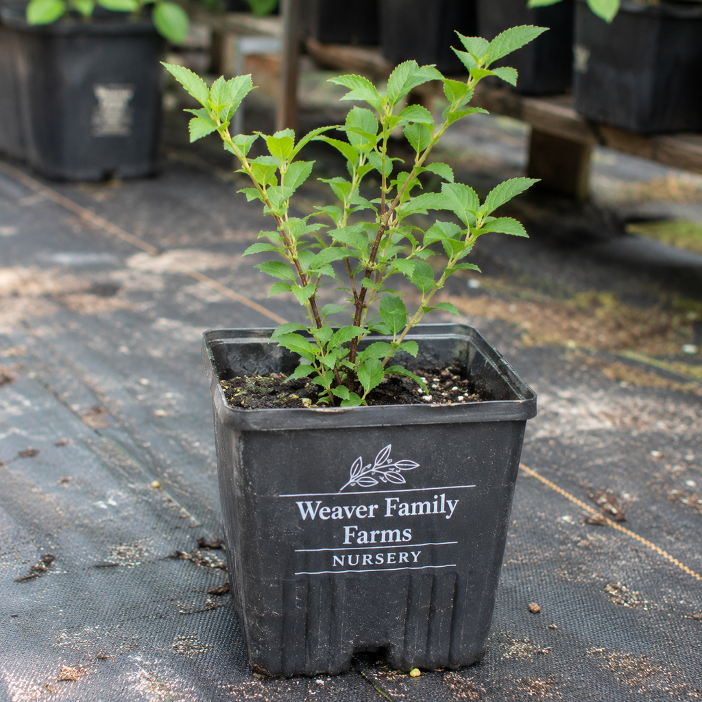 Nanking Cherry 'Jules'