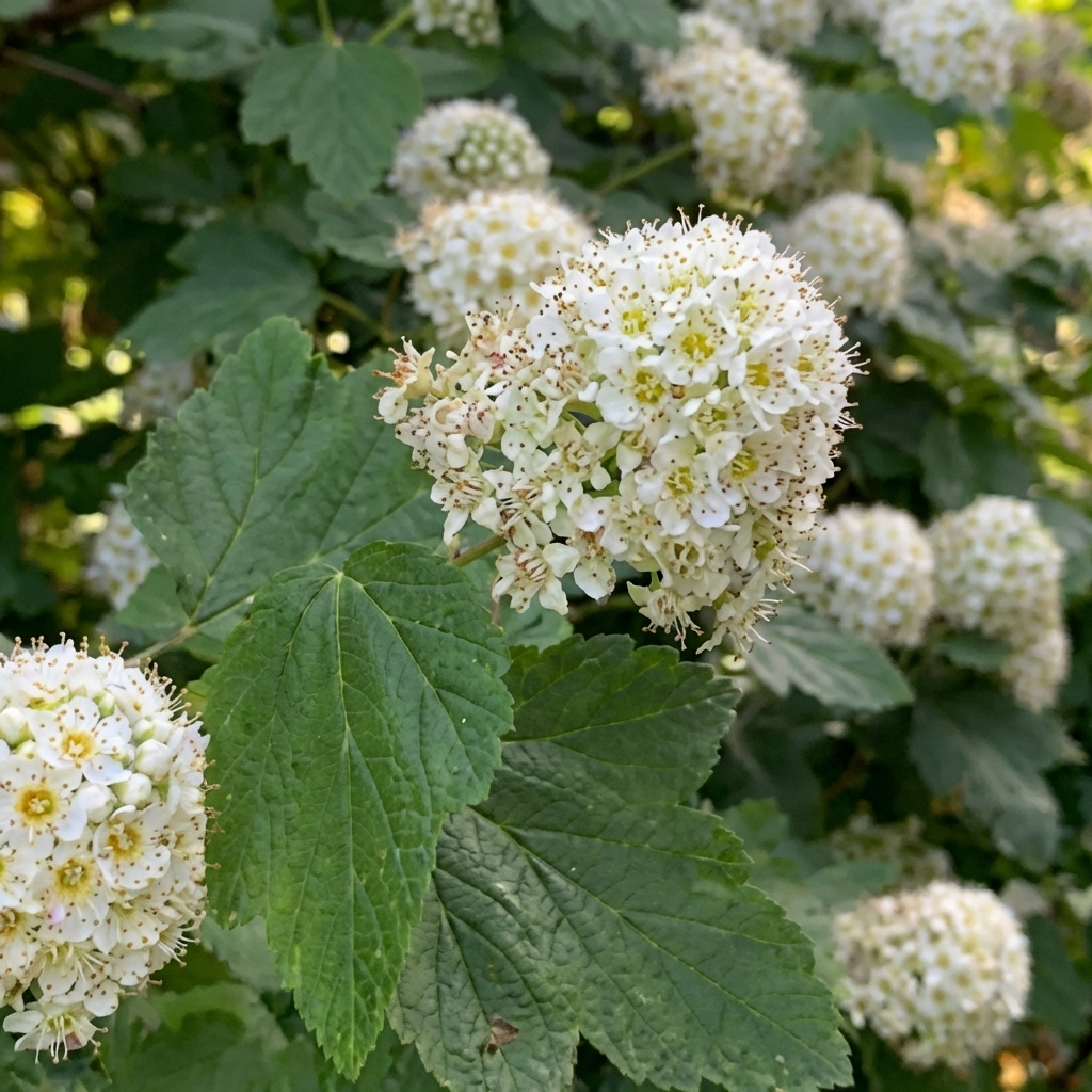 Ninebark