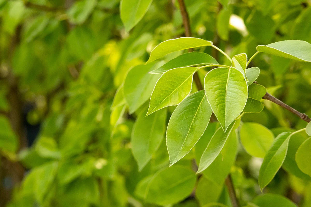 Pear Tree 'Moonglow'