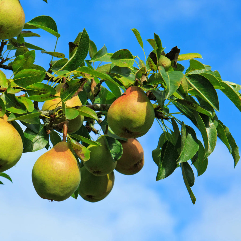 Pear Tree 'Moonglow'