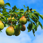 Pear Tree 'Moonglow'