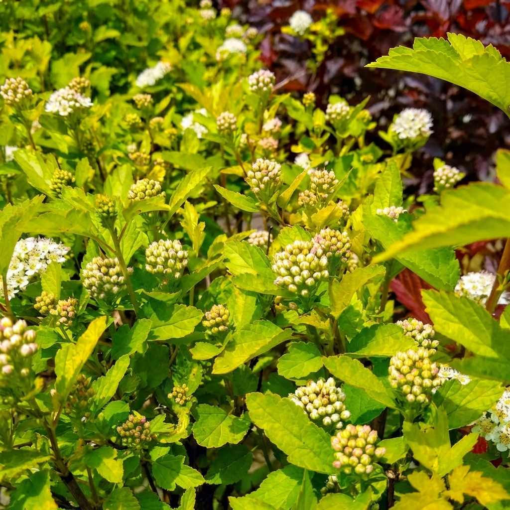 Ninebark