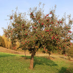 Apple Tree 'Winesap'
