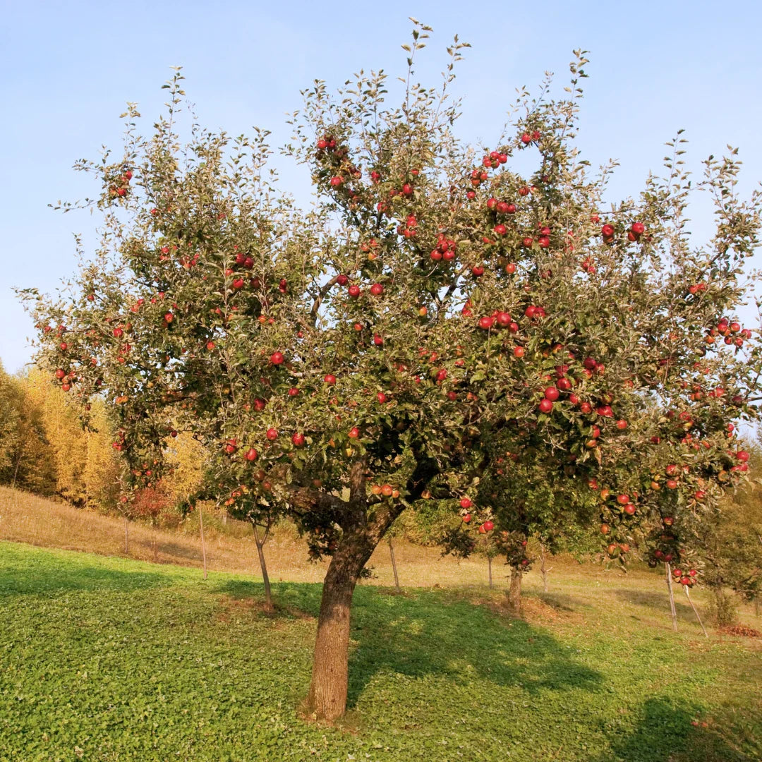 Apple Tree 'Winesap'