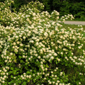 Ninebark
