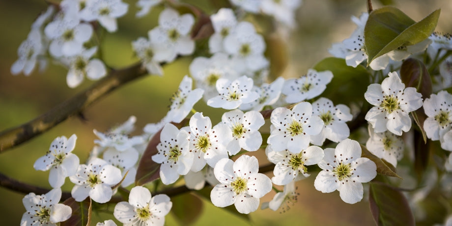 Pear Tree 'Orient'