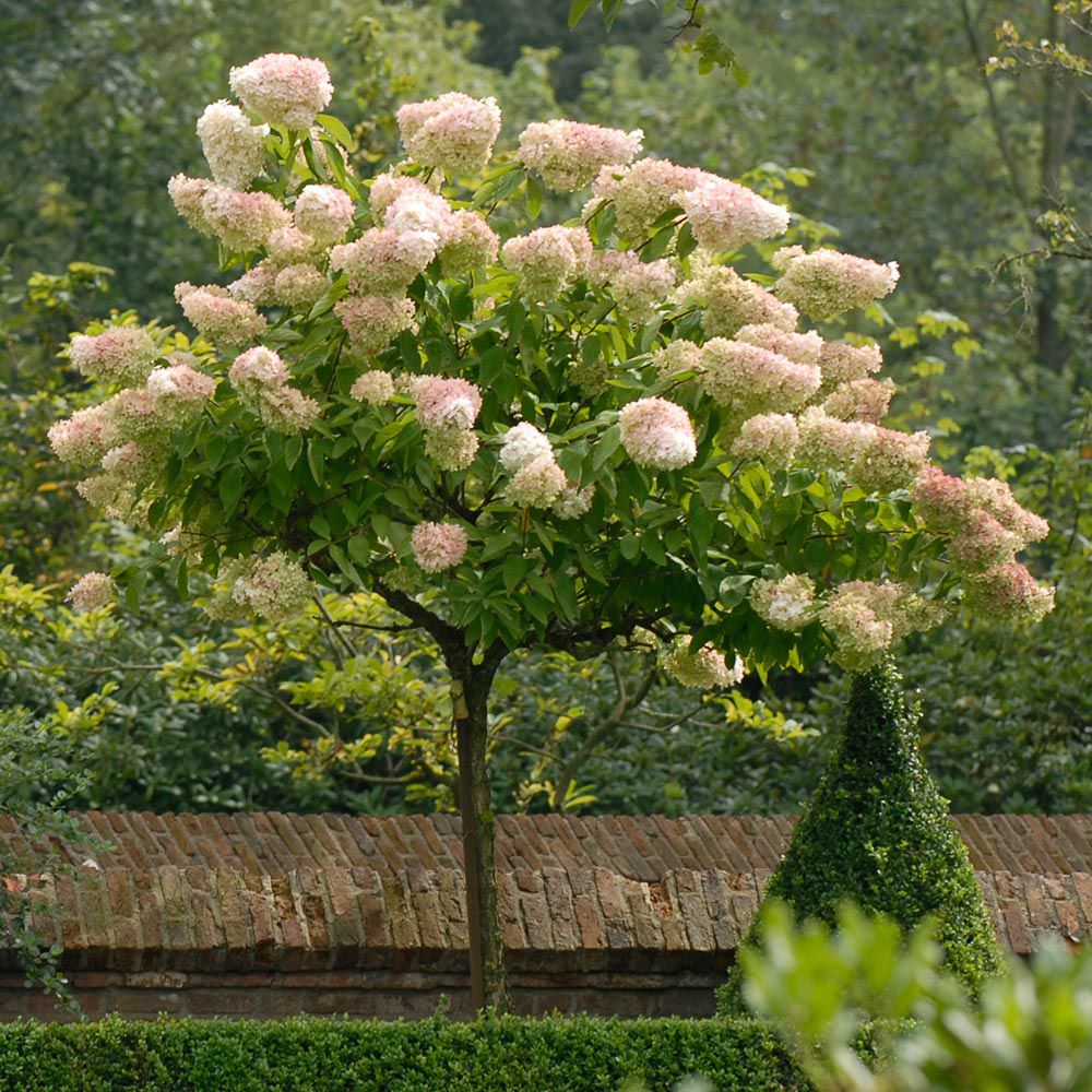 Hydrangea 'Pee Gee'