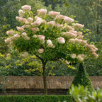Hydrangea 'Pee Gee'