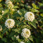 Ninebark